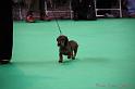 Crufts2011_2 765